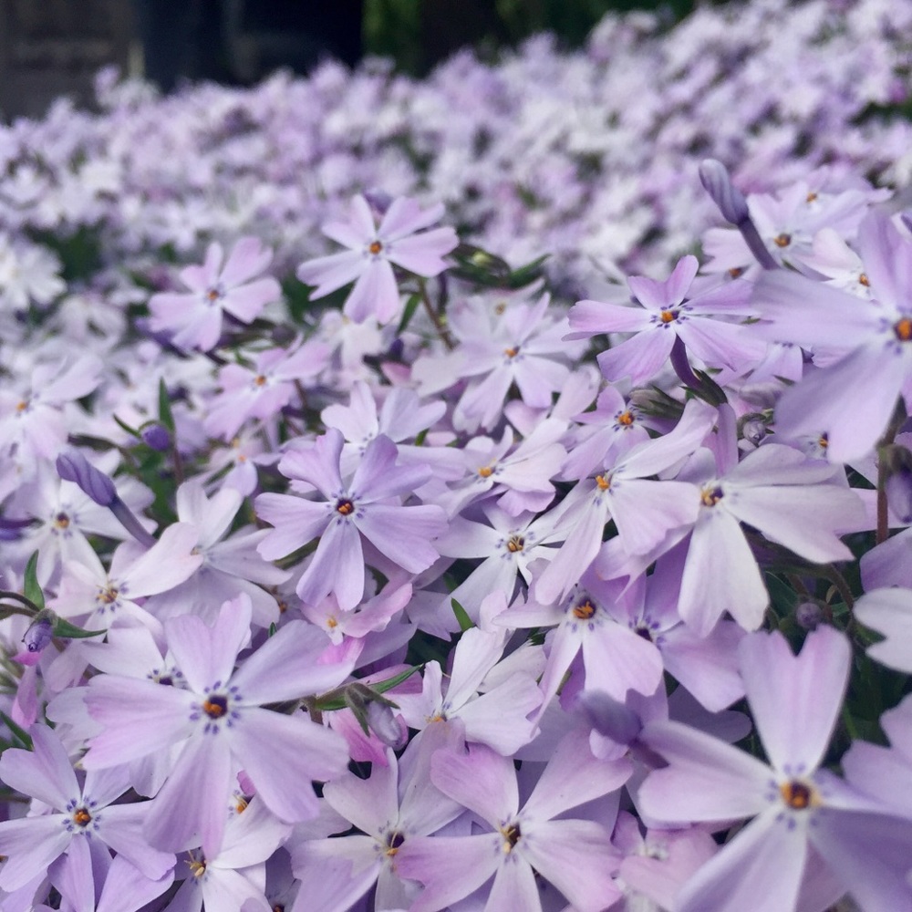 Meet your Posher, Martine